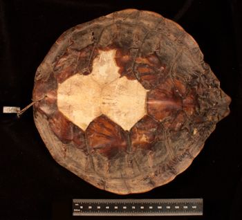Media type: image;   Herpetology R-5047